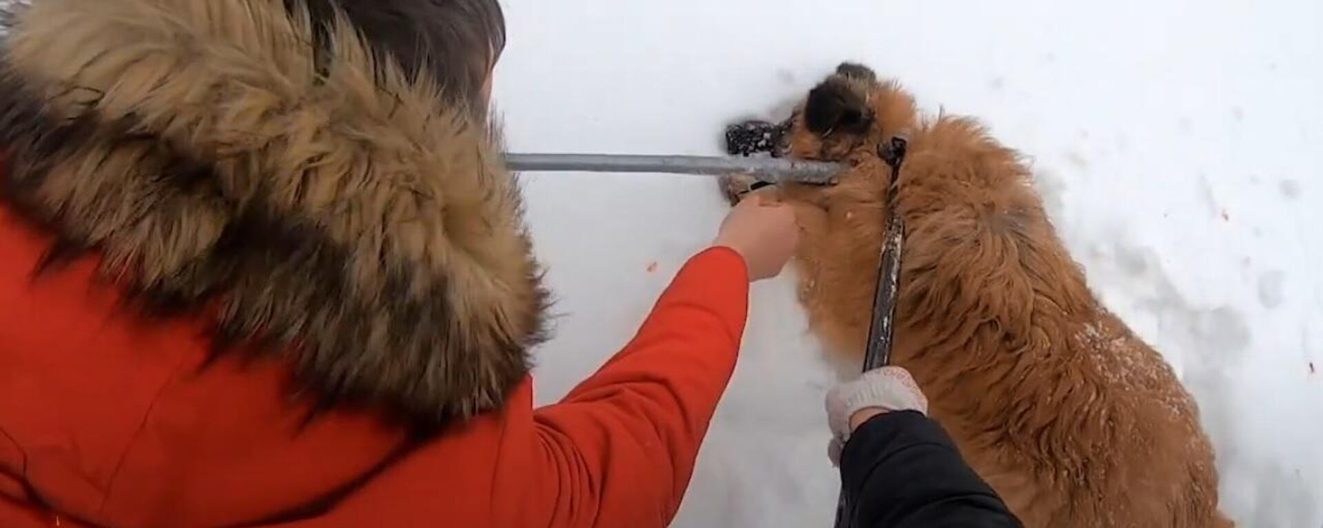Люди спасли бездомную собаку со стрелой в шее - Sputnik Узбекистан, 1920, 25.03.2021