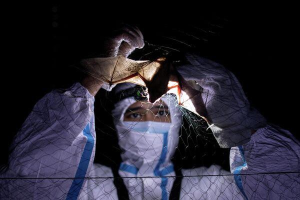 Специалист университета UPLB спасает летучую мышь, запутавшуюся в сети. - Sputnik Узбекистан