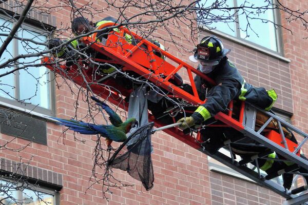 Пожарные Нью-Йорка спасают попугая Ара с дерева в районе Манхэттена города Нью-Йорк. Птица вылетела из окна ветеренарной клиники, куда доставил ее владелец.Bill Swersey/Handout via REUTERS - Sputnik Узбекистан