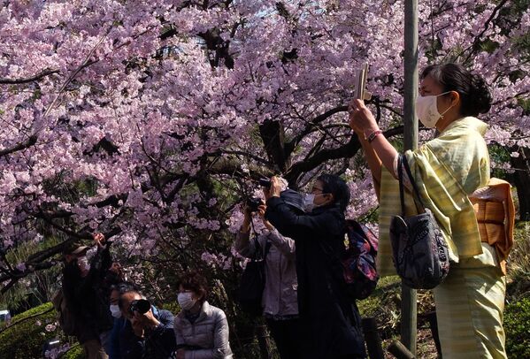 В Токио зацвела сакура, символ удачи, благополучия, процветания, получения богатого урожая. Юки Ивамура / РИА Новости - Sputnik Узбекистан