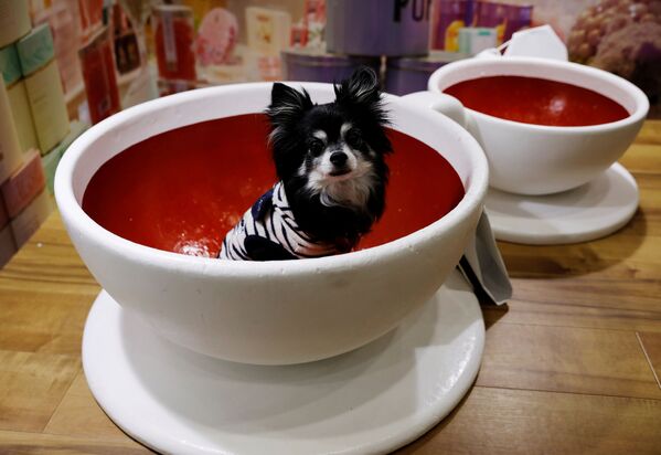 На выставке в Токио были представлены безумные идеи мест для отдыха собачек. Например, в виде чашки с чаем. - Sputnik Узбекистан