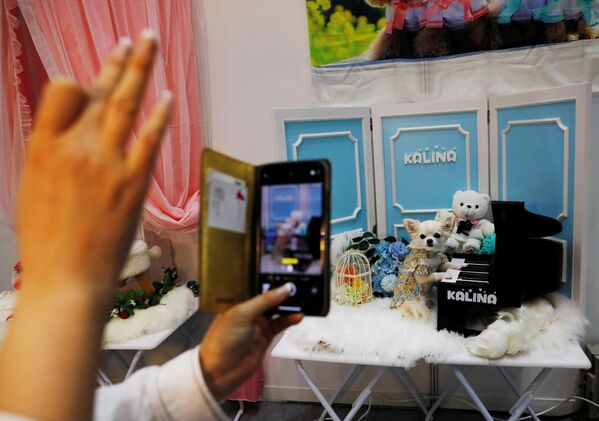 Выставка собак в Японии привлекла и туристов, которые выкладывали в Instagram яркие кадры с места событий. - Sputnik Узбекистан