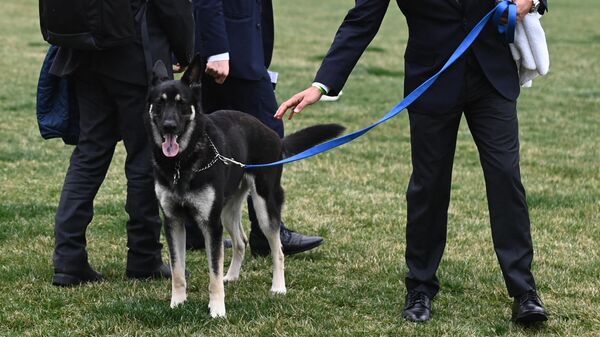 Собака президента США Джо Байдена - Sputnik Узбекистан