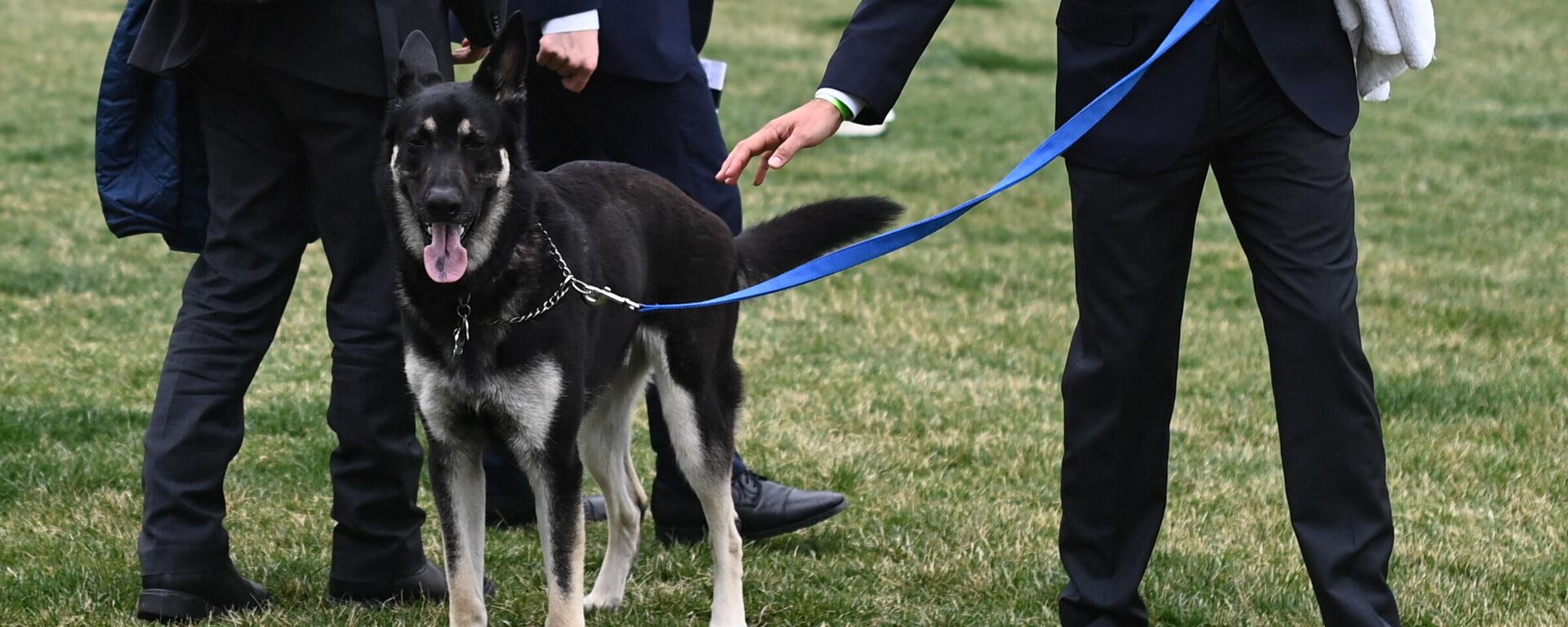 Собака президента США Джо Байдена - Sputnik Узбекистан, 1920, 07.04.2021