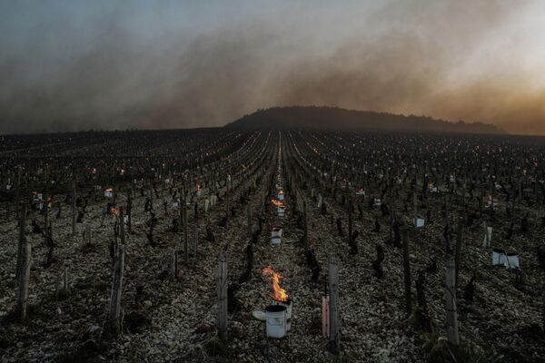 Костры спасают виноградник от замерзания, Бургундия, Франция. - Sputnik Узбекистан