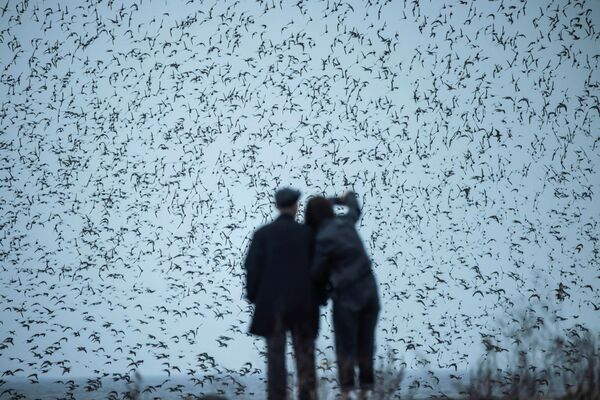 Люди наблюдают за птицами в провинции Ляонин, Китай. - Sputnik Узбекистан