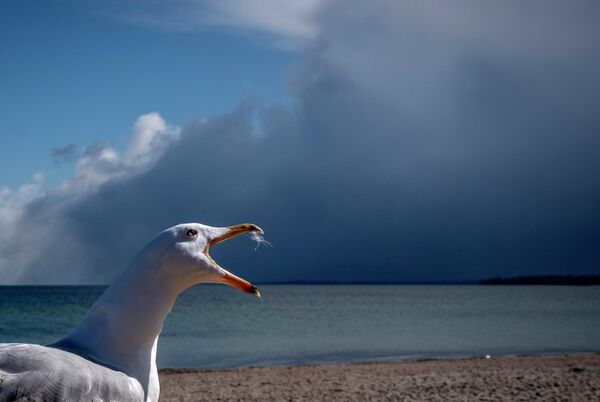 Чайка кричит на берегу Балтийского моря в общине Тиммендорфер-Штранд, Германия. - Sputnik Узбекистан