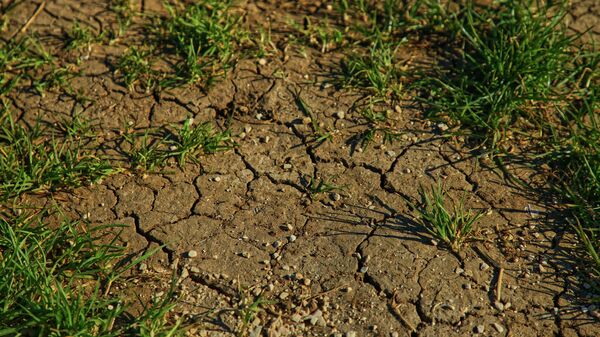 Почва с травой, иллюстративное фото - Sputnik Узбекистан