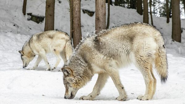 Волки, иллюстративное фото - Sputnik Узбекистан