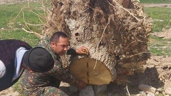 Срубленные во время моратория деревья в Карши  - Sputnik Узбекистан