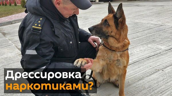 Служебные собаки получают дозу наркотиков: миф или реальность? - Sputnik Узбекистан