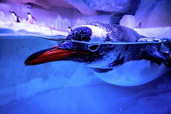 Пингвин плавает в своем вольере в аквариуме Sea Life Bangkok Ocean World в Бангкоке. - Sputnik Узбекистан