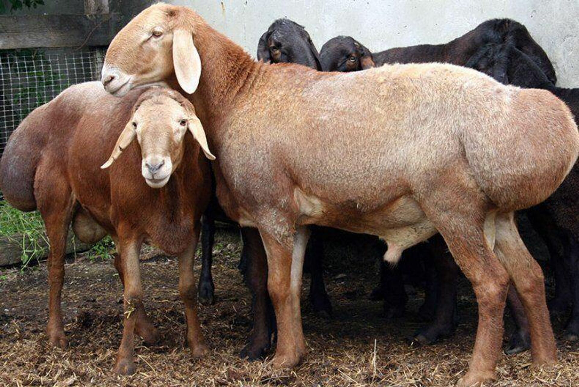 Новую породу овец вывели и зарегистрировали в Кыргызстане - Sputnik Ўзбекистон, 1920, 23.04.2021