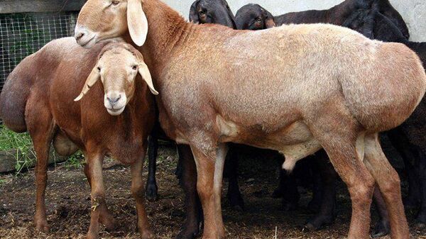Новую породу овец вывели и зарегистрировали в Кыргызстане - Sputnik Ўзбекистон