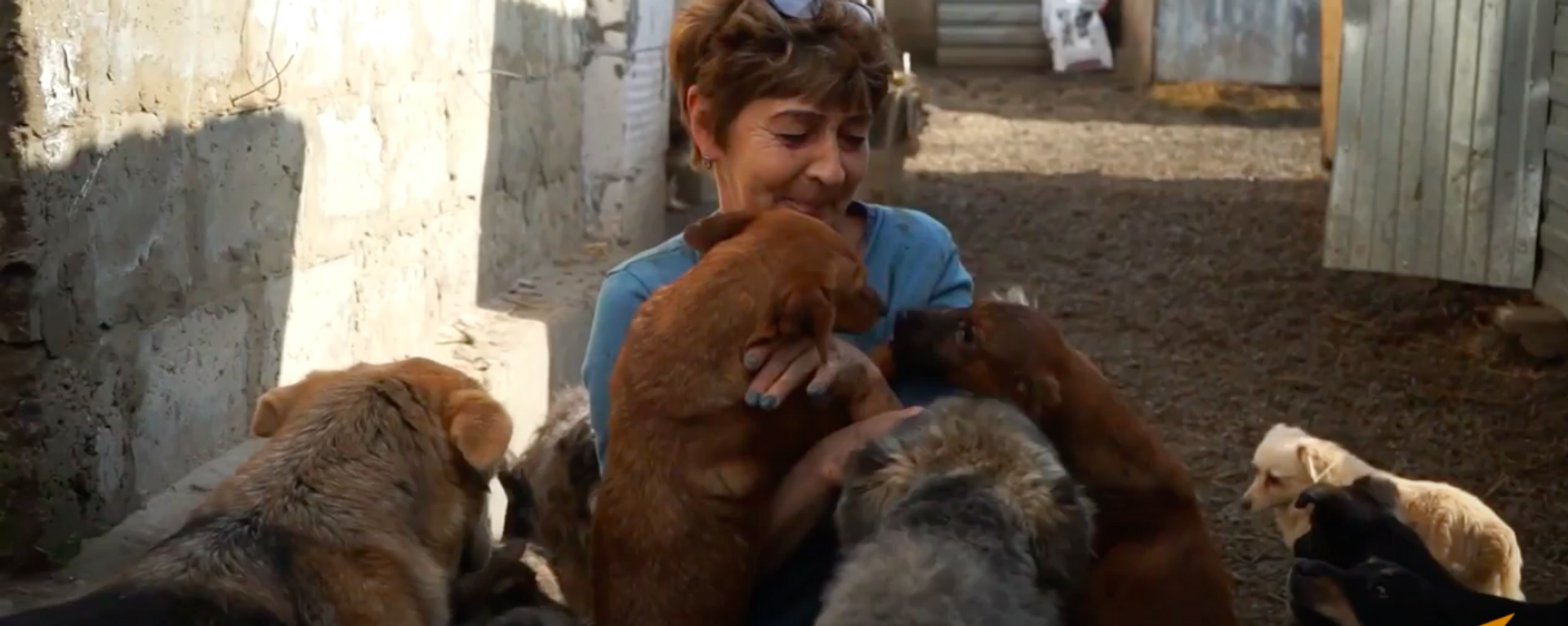 Женщина приютила 700 бездомных собак - Sputnik Узбекистан, 1920, 25.04.2021