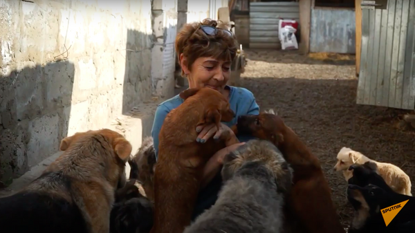 Женщина приютила 700 бездомных собак - Sputnik Узбекистан