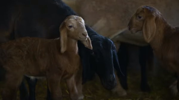 Золотое руно: в Кыргызстане вывели новую породу овец стоимостью $30 тысяч - Sputnik Узбекистан
