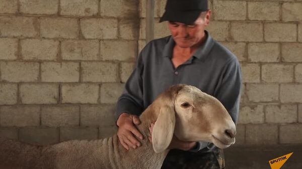 Больше гиссара, дороже двух миллионов — видео о новой породе овец Арашан - Sputnik Узбекистан
