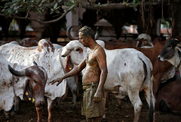В индуизме корова является священным символом жизни и земли.  - Sputnik Узбекистан