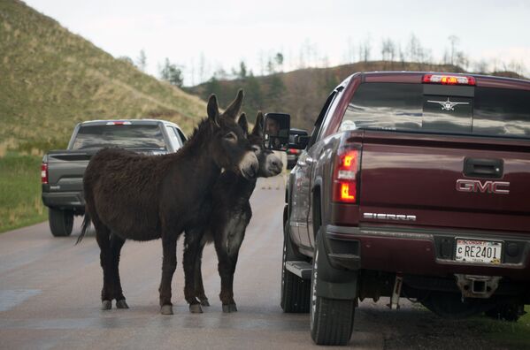 Пара осликов останавливают автомобилиста, чтобы перекусить на кольцевой дороге в государственном парке Кастер в Южной Дакоте. - Sputnik Узбекистан