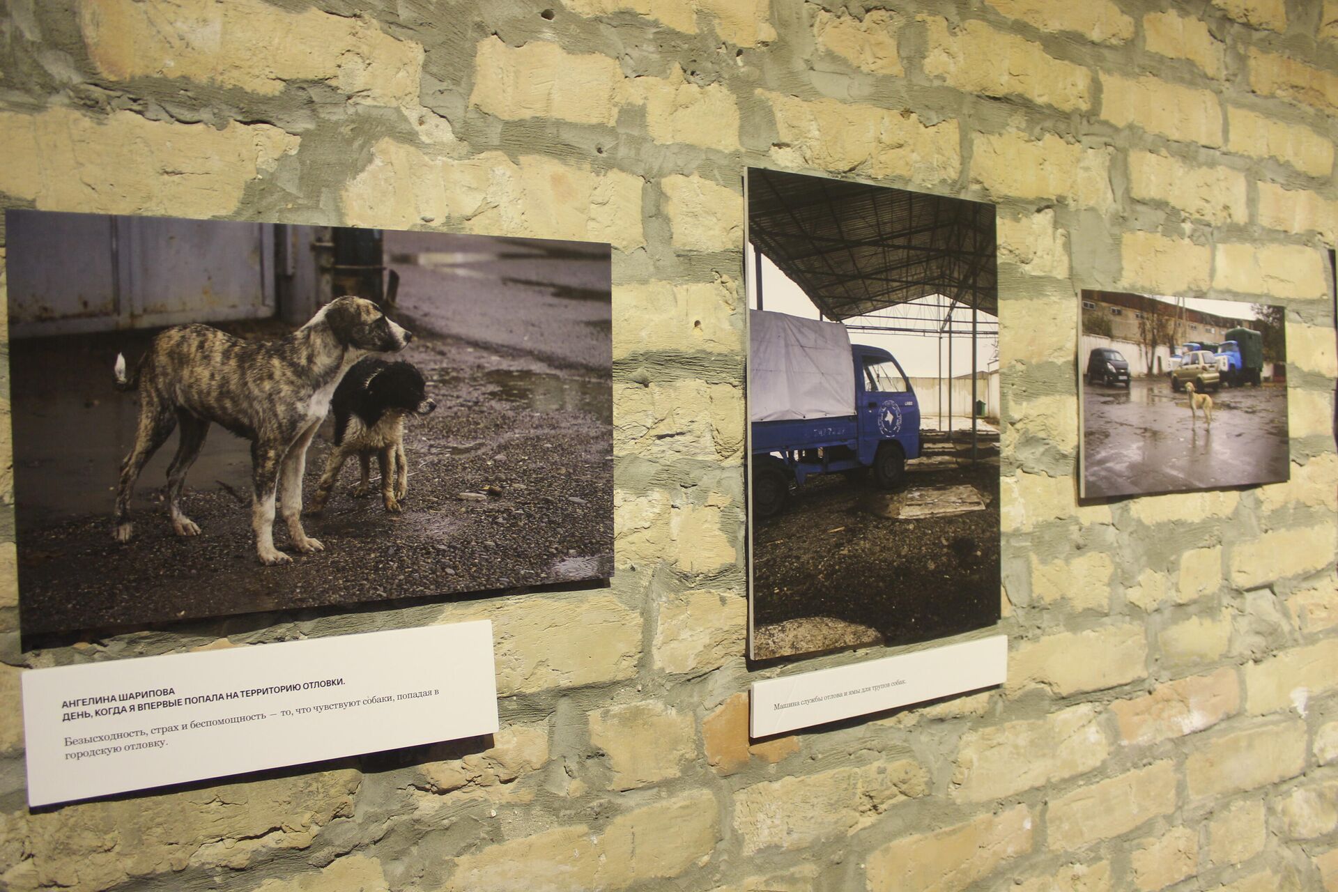 Фотовыставка о тяжелой судьбе бездомных животных в рамках фестиваля СОКО в Ташкенте - Sputnik Узбекистан, 1920, 30.05.2021
