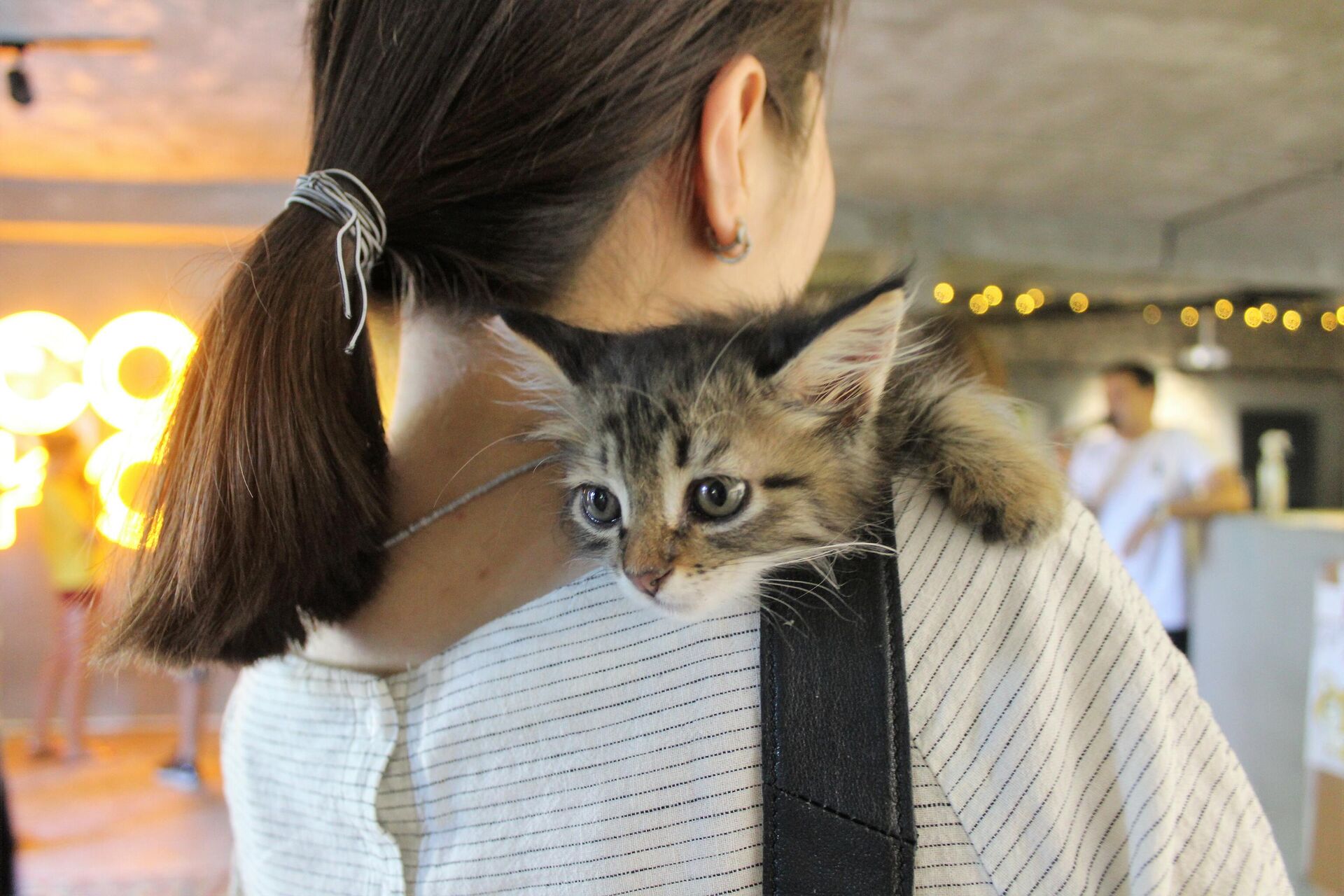 Во второй день фестиваля СОКО в Ташкенте посетители могли познакомиться или приютить одну из 11 бездомных кошек - Sputnik Узбекистан, 1920, 30.05.2021