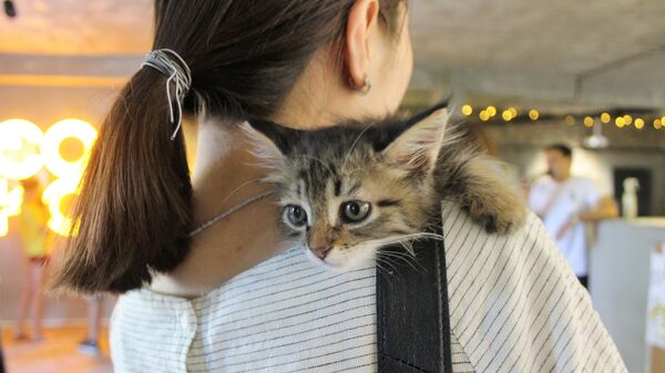 Во второй день фестиваля СОКО в Ташкенте посетители могли познакомиться или приютить одну из 11 бездомных кошек - Sputnik Узбекистан