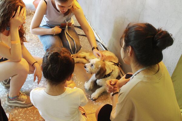 Дети играют с щенками на фестивале  &quot;СОКО&quot;. - Sputnik Узбекистан