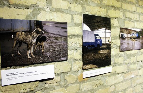 Фотовыставка о тяжелой жизни бездомных животных. - Sputnik Узбекистан
