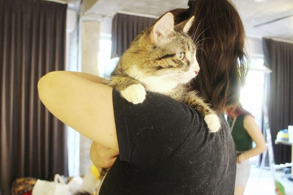 Котик наконец-то нашел свою долгожданную хозяйку на фестивале &quot;СОКО&quot; в Ташкенте. - Sputnik Узбекистан