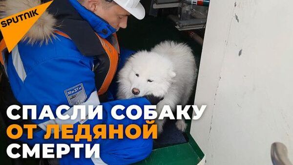 Как экипаж ледокола спас собаку, потерявшуюся во льдах - Sputnik Узбекистан