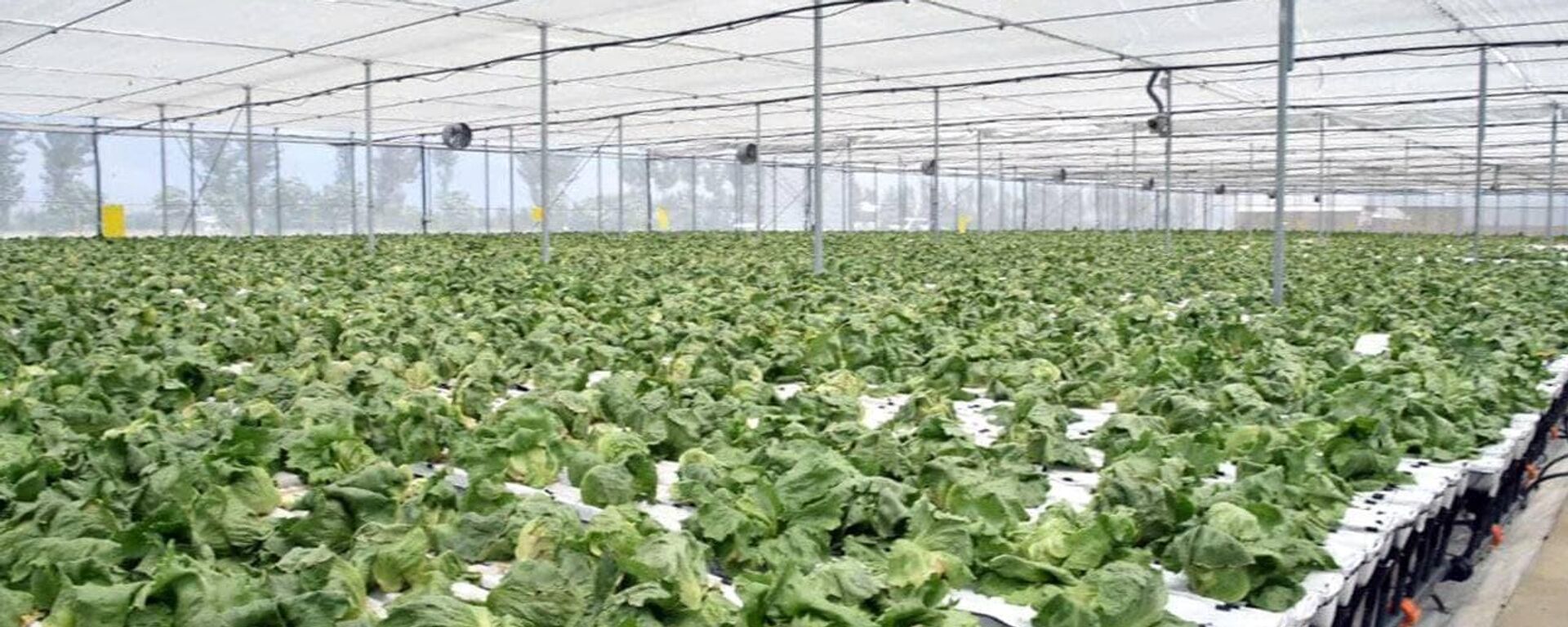 Шавкат Мирзиёев оценил масштабы инновационной теплицы в Андижанской области - Sputnik Узбекистан, 1920, 20.08.2025