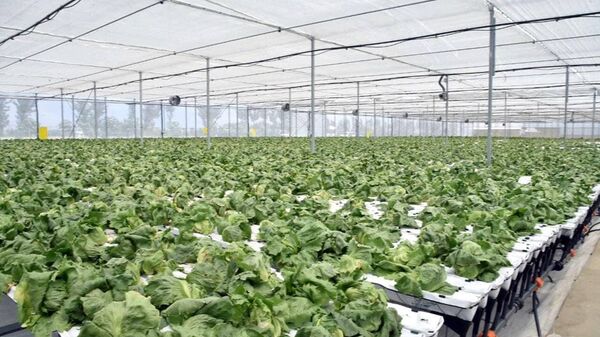 Шавкат Мирзиёев оценил масштабы инновационной теплицы в Андижанской области - Sputnik Узбекистан