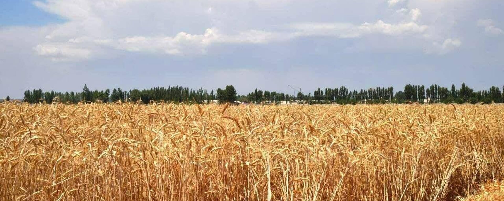 Пшеничное поле - Sputnik Узбекистан, 1920, 17.06.2021