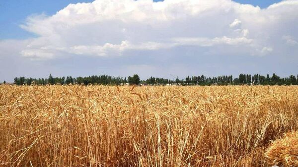Пшеничное поле - Sputnik Узбекистан