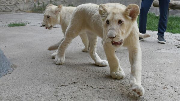 Южноафриканские львы в Ташкентском зоопарке - Sputnik Узбекистан