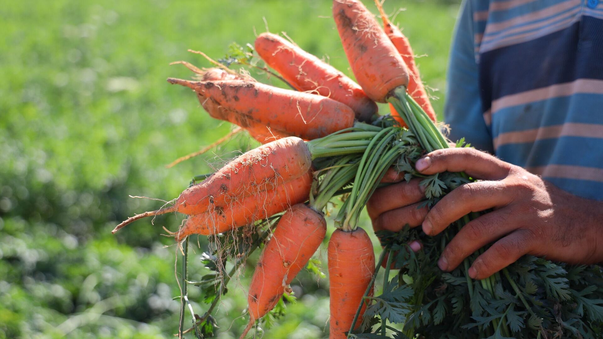 Урожай раннеспелой моркови в Узбекистане - Sputnik Узбекистан, 1920, 22.06.2021