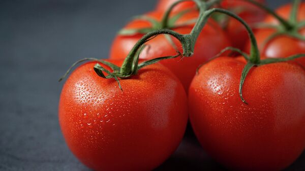 Pomidori - Sputnik O‘zbekiston