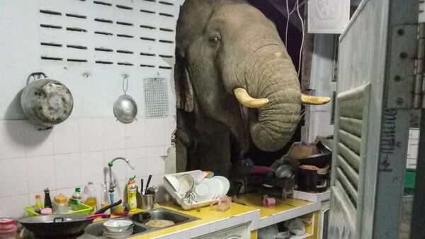 Probivshiy stenu jilogo doma slon v Tailande - Sputnik O‘zbekiston