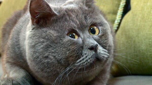 Глаза – два блюдца: кот с особенной внешностью покорил TikTok - Sputnik Ўзбекистон