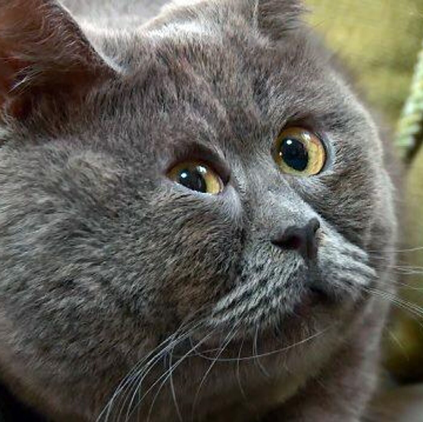 Koylaklar ostida yalangoch mushuklar