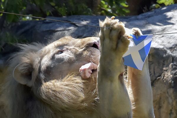 В зоопарке Кхонкэн на северо-востоке Таиланда пятилетний белый лев ест кусок мяса, висящий под флагом Шотландии. Так он &quot;предсказывает&quot; исход матчей Евро-2020. - Sputnik Узбекистан