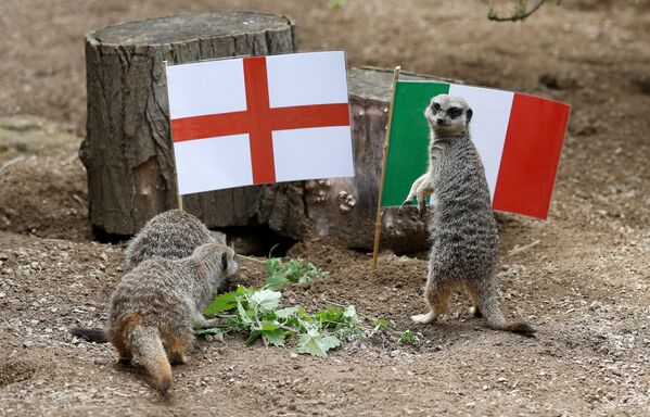 В лондонском зоопарке ZSL Сурикаты играют вместе с флагами Англии и Италии перед финалом Евро-2020 - Sputnik Узбекистан