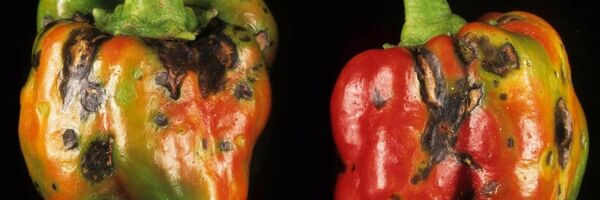 Вирус коричневой морщинистости (ToBRFV) - Sputnik Узбекистан