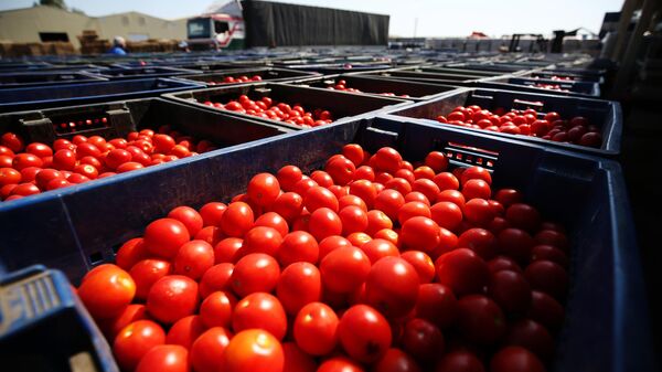 Сбор урожая помидоров в овощеводческом хозяйстве  - Sputnik Узбекистан