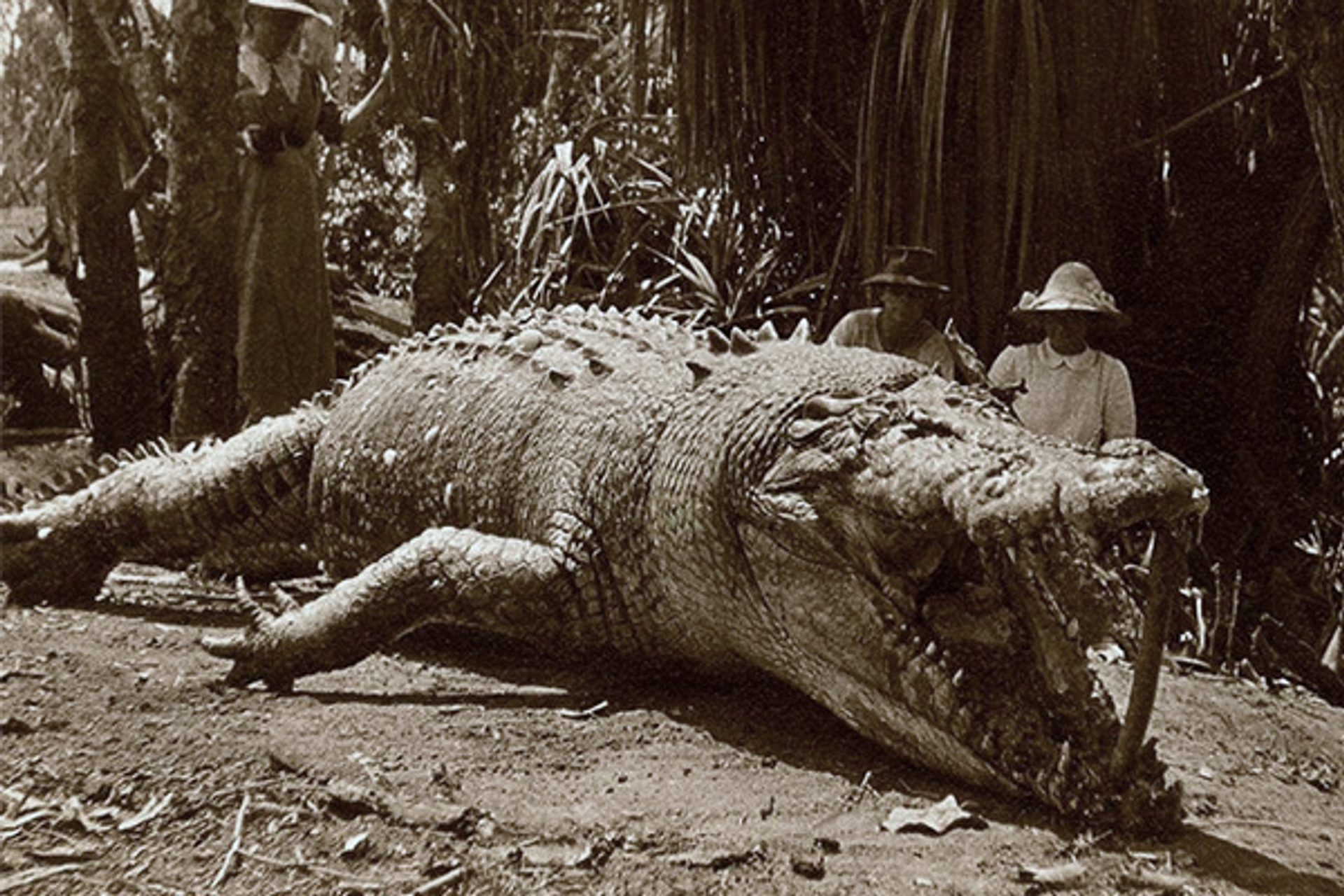 В 1957 году австралийские охотники Кристина и Роман Павловски подстрелили самого большого гребнистого крокодила в истории - Sputnik Узбекистан, 1920, 22.07.2021