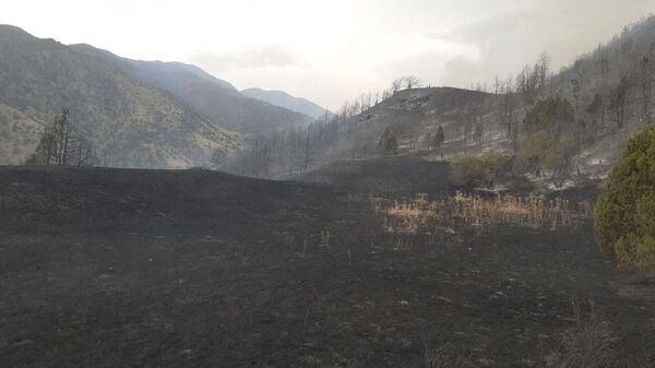 Пожар в лесных угодьях Зааминского района ликвидирован - Sputnik Ўзбекистон