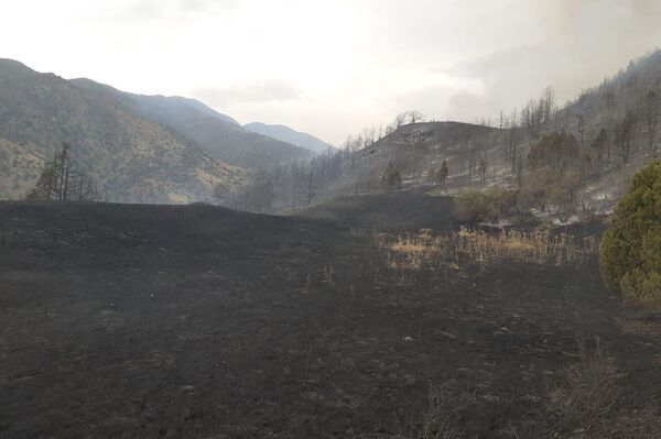 Пожар, возникший в лесных угодьях Зааминского района, потушен - Sputnik Узбекистан