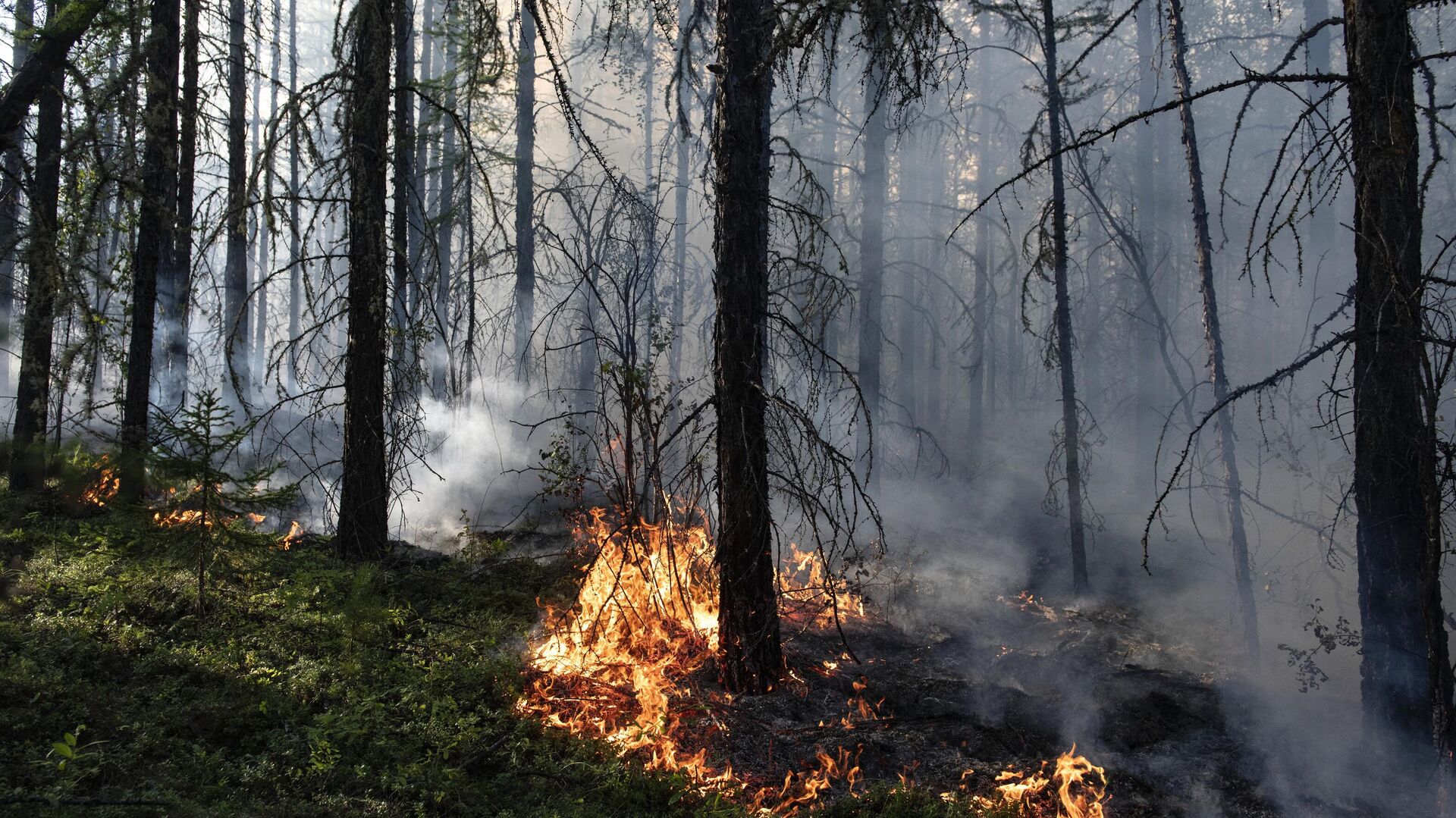 Тушение лесных пожаров в Якутии - Sputnik Узбекистан, 1920, 18.02.2022