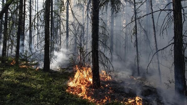 Тушение лесных пожаров в Якутии - Sputnik Узбекистан